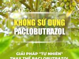 Không Sử Dụng Paclobutrazol – Giải Pháp “Tự Nhiên” Giúp Đất Và Rễ An Toàn Hơn