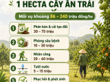 Chi Phí Chăm Sóc 1 Hecta Cây Ăn Trái Mỗi Vụ