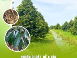 Chuẩn Bị Đất, Rễ & Tán: Bí Quyết Cho Vụ Sầu Riêng Bội Thu Năm Sau