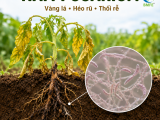 Phòng Ngừa Nấm Fusarium Hại Rễ, Vàng Lá Héo Rũ