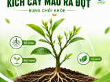 Làm Sao Kích Cây Mau Ra Đọt, Bung Chồi Khỏe?