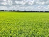 ការគ្រប់គ្រងទឹកប្រកបដោយសន្សំសង្រាក់ – ការធ្វើស្រែសើម-ស្ងួតច្រើនដំណាក់កាលសម្រាប់ដំណាំស្រូវ