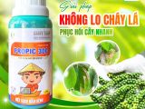 ដំណោះស្រាយការពារខ្លួនពីជំងឺស្លឹកឆេះលើដើមម្រេច – ស្ដារដើមឲ្យមកវិញយ៉ាងឆាប់រហ័សជាមួយ PROPIC 300