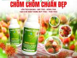 ដំណោះស្រាយសម្រាប់ផ្លែចំប៉ីឲ្យធំរហ័ស មើលស្អាត និងផ្អែម – តើអ្នកបានសាកល្បងរួចហើយឬនៅ?