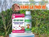 ជំងឺស្លឹកលឿង និងរលួយឫសលើម្នាស់សាច់ក្រហម – មូលហេតុ, រោគសញ្ញា និងវិធីដោះស្រាយមានប្រសិទ្ធភាព
