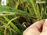 Cách quản lý rầy nâu hại lúa hiệu quả | Giải pháp nông nghiệp BMFE