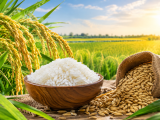 Giải pháp hạn chế lem lép hạt giúp lúa vào gạo nhanh cùng BMFE