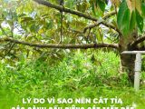 របៀបសម្ងាត់កាត់តម្កើងដើមទុរ្ងានជិតដី – ដំណោះស្រាយមាសសម្រាប់សួនមានសុខភាពល្អ និងផ្លែឆ្ងាញ់។