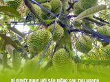 Kỹ Thuật Phục Hồi Sầu Riêng Sau Thu Hoạch: Nền Tảng Cho Vụ Mùa Bội Thu