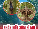 Cách Nhận Biết Sớm Bệnh Xì Mủ Thân Và Thối Rễ Sầu Riêng – Cứu Vườn Kịp Thời