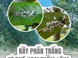 Rầy Phấn Trắng 