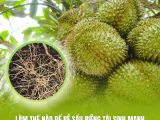 Làm thế nào để rễ sầu riêng tái sinh mạnh sau khi cắt trái?