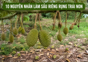 Tại sao sầu riêng rụng trái non? 10 nguyên nhân và cách khắc phục hiệu quả
