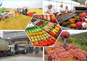 XUẤT KHẨU NÔNG SẢN SANG TRUNG QUỐC 2026: TỪ SỐ LƯỢNG SANG CHẤT LƯỢNG CHÍNH NGẠCH