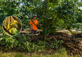 Vì sao sầu riêng sau thu hoạch càng bón phân càng suy?