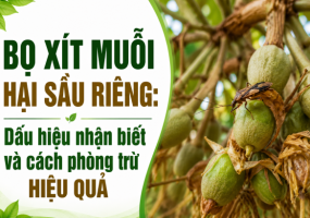 Bọ xít muỗi hại sầu riêng: Dấu hiệu nhận biết và cách phòng trừ hiệu quả