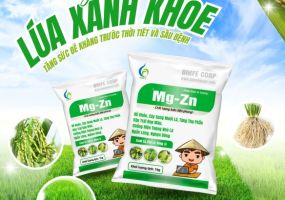 MG-ZN BMFE – GIẢI PHÁP CHO CÂY TRỒNG XANH KHỎE, NĂNG SUẤT CAO!