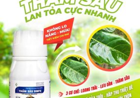 THẤM SÂU BMFE 50ML – GIẢI PHÁP THẤM SÂU, LAN TỎA CỰC NHANH!