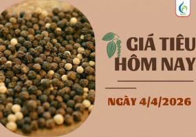 Giá tiêu hôm nay 04/04/2026: Biến động nhẹ và giải pháp phục hồi vườn tiêu cùng BMFE CORP