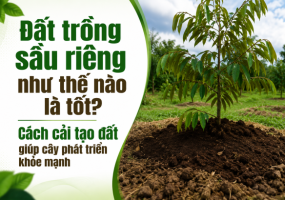 Đất trồng sầu riêng như thế nào là tốt? Cách cải tạo đất giúp cây phát triển khỏe mạnh
