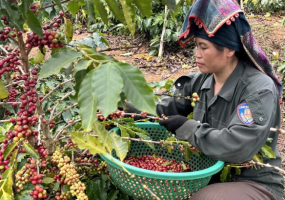Giá Cà Phê Rung Lắc Dữ Dội: Cảnh Báo Bẫy Dư Thừa Cung Mới Nhất