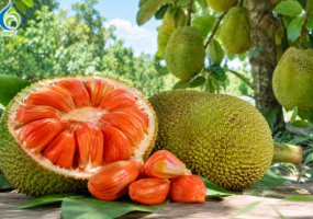 Giá Mít Ruột Đỏ, Mít Thái Mới Nhất & Kỹ Thuật Đón Đầu Thị Trường