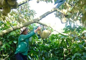 Sầu riêng Đam Rông phát triển bền vững, nâng tầm thương hiệu xuất khẩu