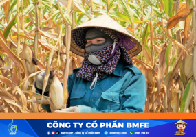 Hà Tĩnh: Nắng nóng kỷ lục 42 độ C khiến cây trồng chết khô | BMFE