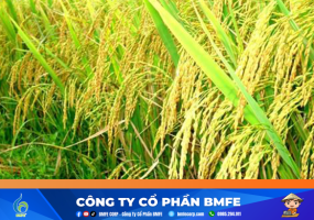 Khô hạn tại cánh đồng Tứ Câu: Hàng trăm sào lúa nguy cơ mất trắng