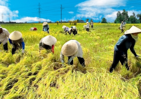 Hành trình 40 năm Đổi mới của nông nghiệp Việt Nam vươn ra thế giới