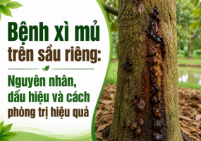 Bệnh xì mủ trên sầu riêng: Nguyên nhân, dấu hiệu và cách phòng trị hiệu quả