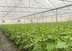 Đến Năm 2030, Phấn Đấu Ít Nhất 50% Hợp Tác Xã Nông Nghiệp Liên Kết Với Doanh Nghiệp