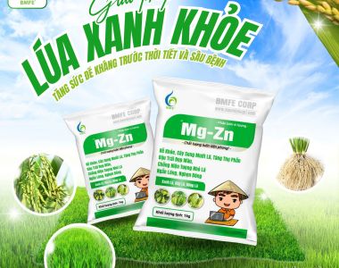 Giải pháp “Lúa xanh khỏe” – Tăng sức đề kháng trước thời tiết và sâu bệnh với Mg-Zn BMFE