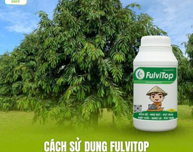 CÁCH SỬ DỤNG FULVITOP – GIẢI PHÁP GIÚP CÂY KHỎE, PHỤC HỒI NHANH SAU MƯA VÀ SAU THU HOẠCH