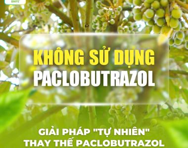 Không Sử Dụng Paclobutrazol – Giải Pháp “Tự Nhiên” Giúp Đất Và Rễ An Toàn Hơn