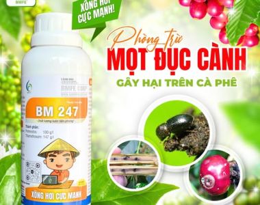 BM 247 – Giải pháp hiệu quả phòng trừ mọt đục cành trên cây cà phê