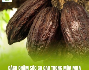 Cách Chăm Sóc Ca Cao Trong Mùa Mưa Để Hạn Chế Nấm Bệnh Tấn Công
