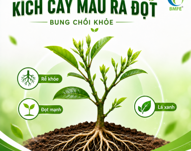 Làm Sao Kích Cây Mau Ra Đọt, Bung Chồi Khỏe?