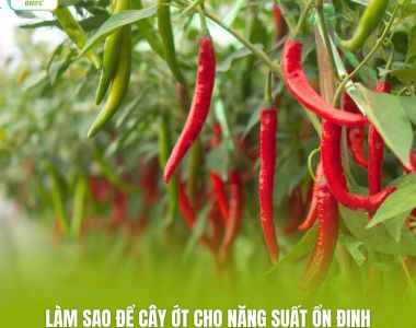 Làm Sao Để Cây Ớt Cho Năng Suất Ổn Định Qua Nhiều Đợt Thu Hoạch?