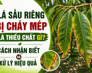 Lá sầu riêng bị cháy mép là thiếu chất gì? Cách nhận biết và xử lý
