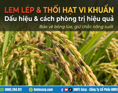 Lem lép hạt và thối hạt vi khuẩn hại lúa: Cách phòng trị