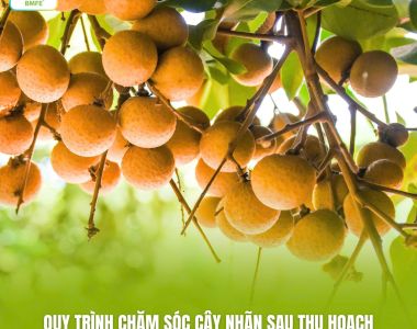 Quy Trình Chăm Sóc Cây Nhãn Sau Thu Hoạch Để Chuẩn Bị Cho Vụ Mới Hiệu Quả