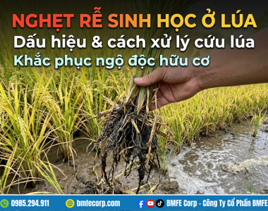 Nghẹt rễ sinh học ở lúa: Dấu hiệu và cách xử lý cứu lúa