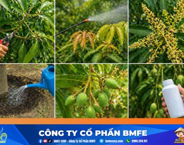 Kỹ thuật kích xoài ra hoa đồng loạt và chống rụng trái non