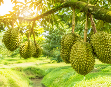 Bí quyết nuôi trái sầu riêng phì to cơm vàng nặng ký cùng BMFE