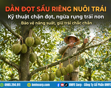 Kỹ thuật dằn đọt sầu riêng nuôi trái: Chặn đọt, ngừa rụng trái
