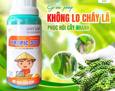 Giải Pháp Không Lo Cháy Lá Trên Cây Hồ Tiêu – Phục Hồi Cây Nhanh Chóng Với PROPIC 300