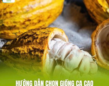 Hướng Dẫn Chọn Giống Ca Cao Cho Năng Suất Cao Và Chất Lượng Hạt Tốt