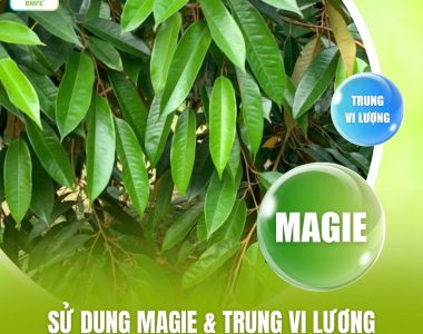 Sử Dụng Magie & Trung Vi Lượng Để Phục Hồi Bộ Lá Cho Cây Trồng
