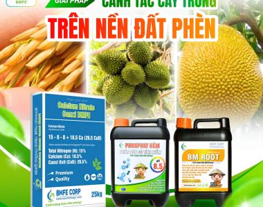 Giải pháp canh tác cây trồng trên nền đất phèn với bộ sản phẩm chuyên biệt từ BMFE CORP